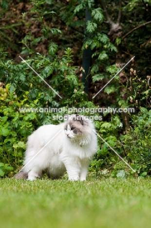 Ragdoll cross Persian in garden