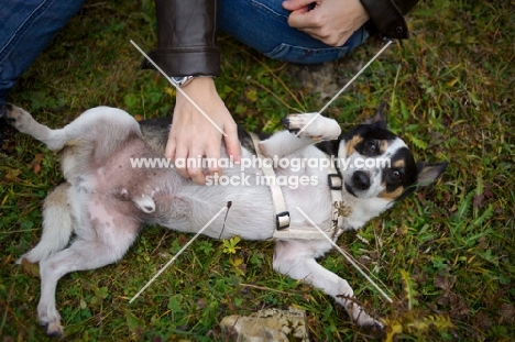 woman scratching mongrel dog's belly