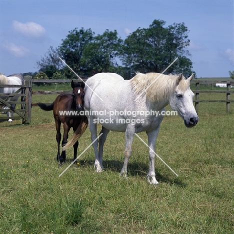 Connemara mare and foal