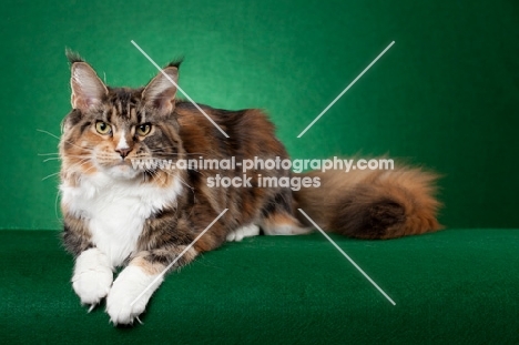 Maine Coon cat laying on green background