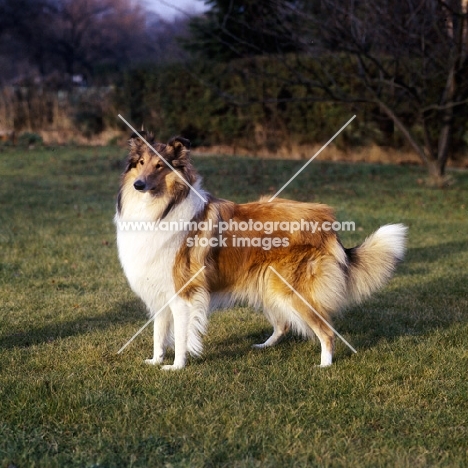 rough collie, sable and white 