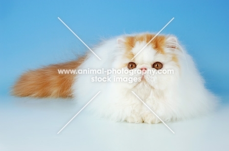 red and white van persian lying down