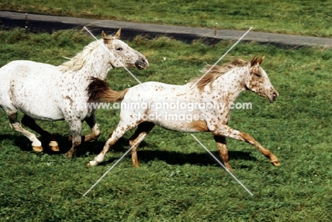 mare and foal knabstrup galloping together in denmark