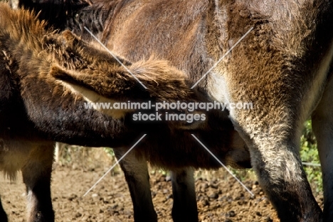 donkey foal drinking milk