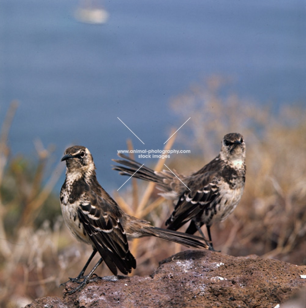 two champion island mockingbirds, galapagos islands