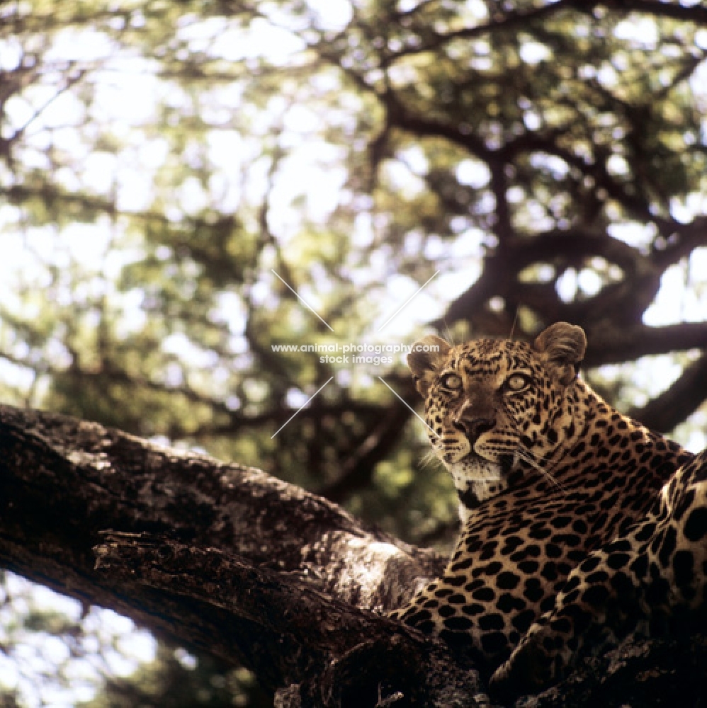 leopard in a tree in east africa