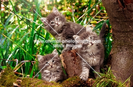 three Norwegian Forest kittens