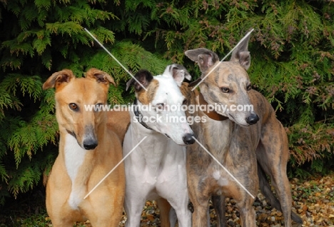 three ex-racing greyhounds, all photographer's profit from this image go to greyhound charities and rescue organisations