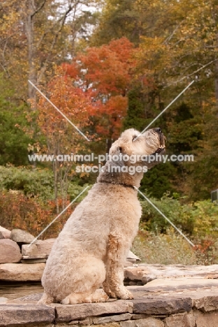 Soft Coated Wheaten Terrier sitting on steps