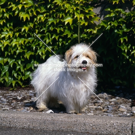 coton de tulear standing on a path