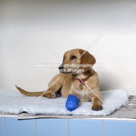 dog with bandaged leg at vet's surgery