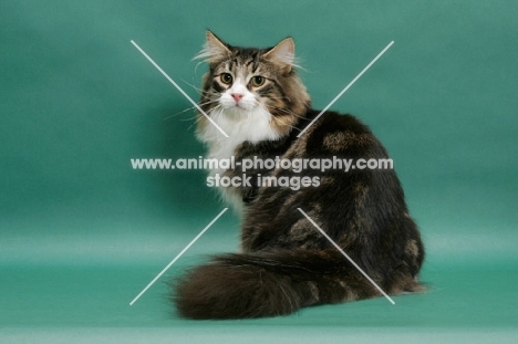 Norwegian Forest Cat on green background
