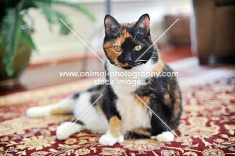 polydactyl cat sitting up on rug
