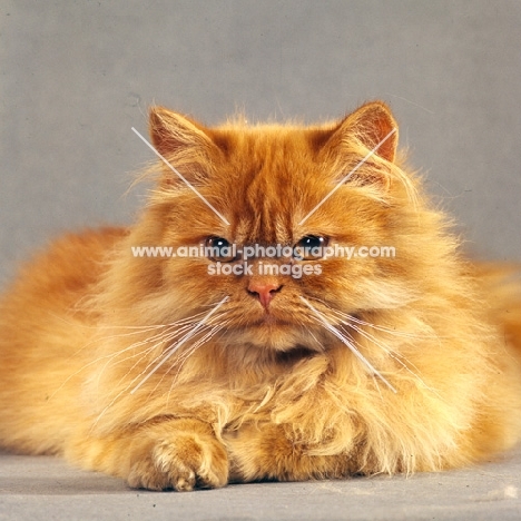 frowning red longhair cat 