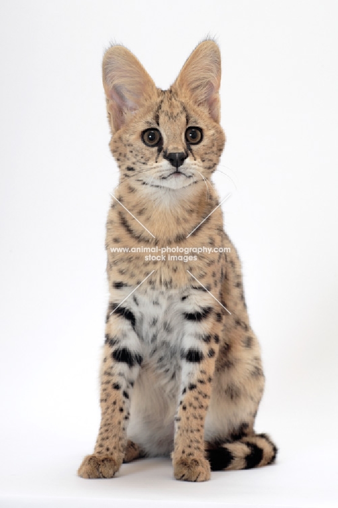 young Serval, front view