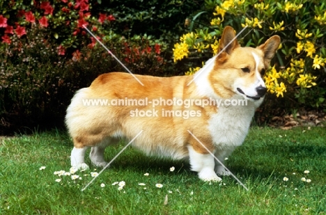 pembroke corgi side view