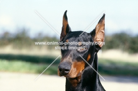 dobermann with cropped ears, head study 