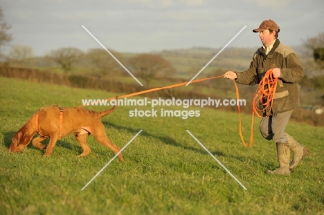 Hungarian Vizsla on long lead