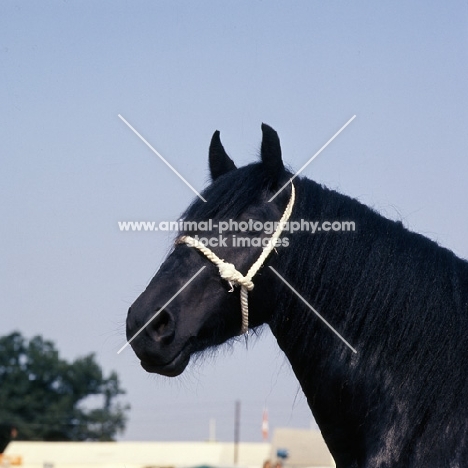 hodgson lane delight, dales pony, head 