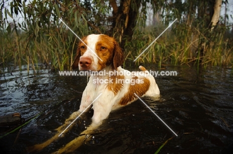 Brittany spaniel lying in water