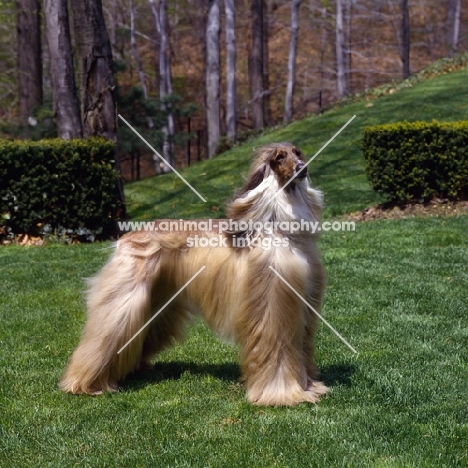 afghan hound standing on grass