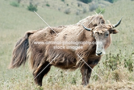 Yak in field, Bhutan