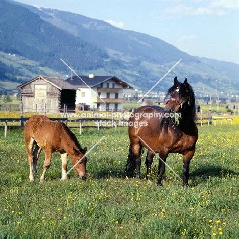 noric mare and foal in valley in austria