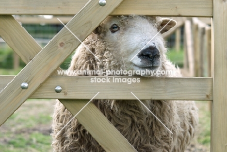 Greyface Dartmoor behind fence
