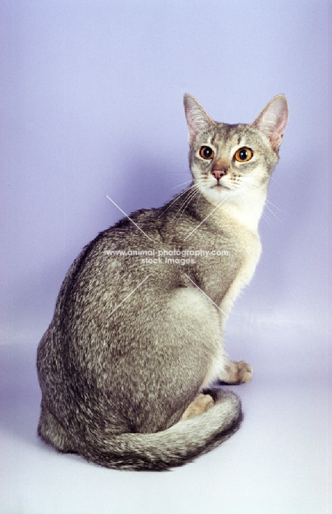 blue silver Abyssinian on pastel background