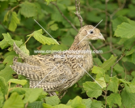 young Pheasant