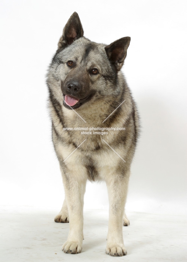 Norwegian Elkhound on white background, front view