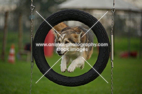 husky mix jumping in the tire