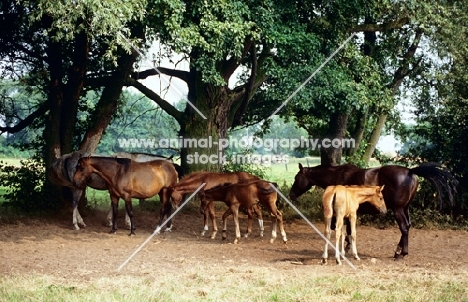 group of hanoverian mares and foals in shade under trees in germany