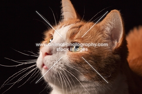 red and white cat, portrait