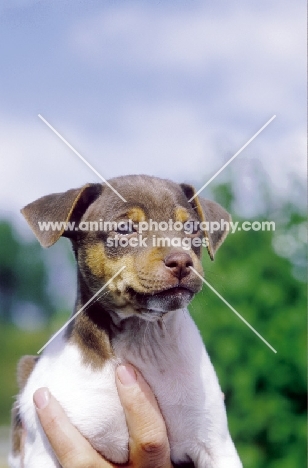Brazilian Terrier pup