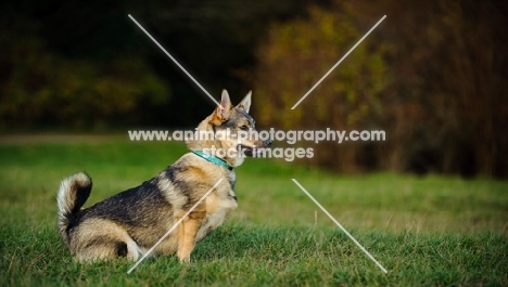 Swedish Vallhund sitting on grass, side view
