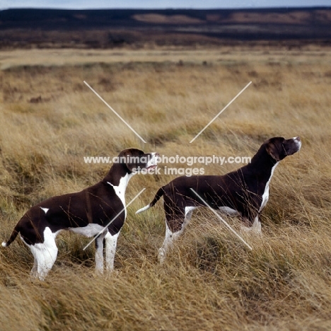 sh ch fiveacres chantelle and friend, two pointers on moorland