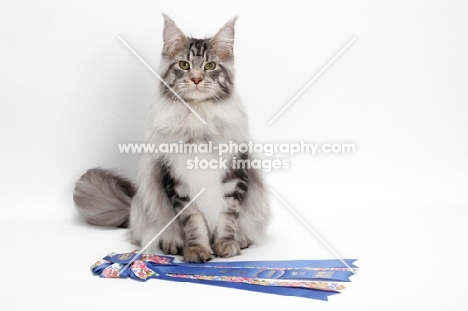 Maine Coon with rosette, Silver Classic Tabby colour, white background