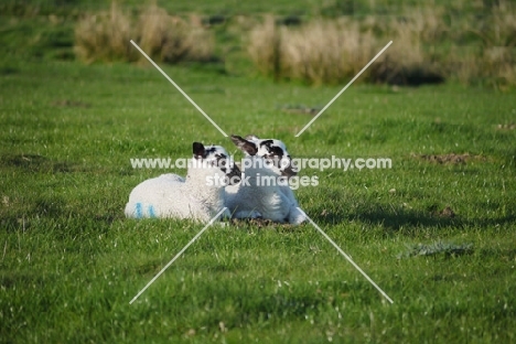 two Scottish Mule lambs