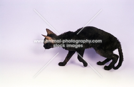 young black German Rex cat, walking