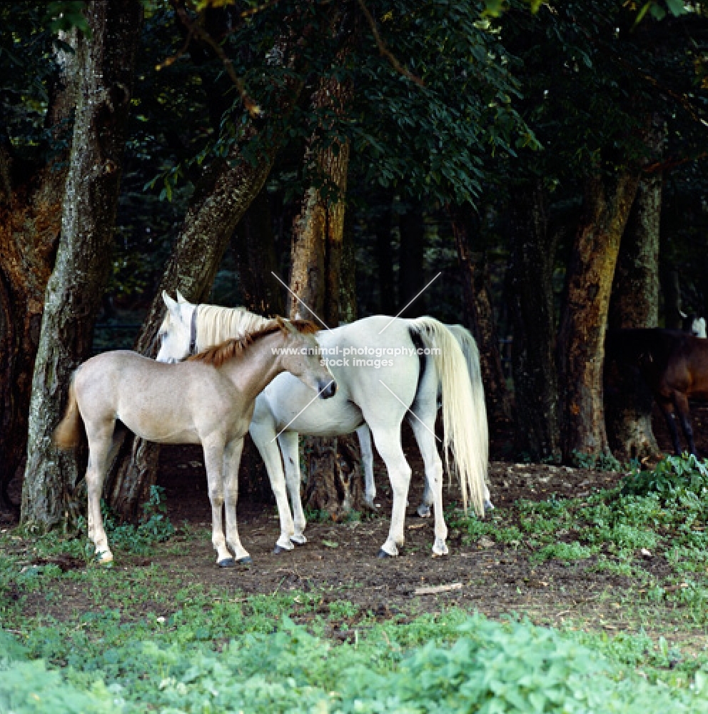 German Arab mare and foal at marbach