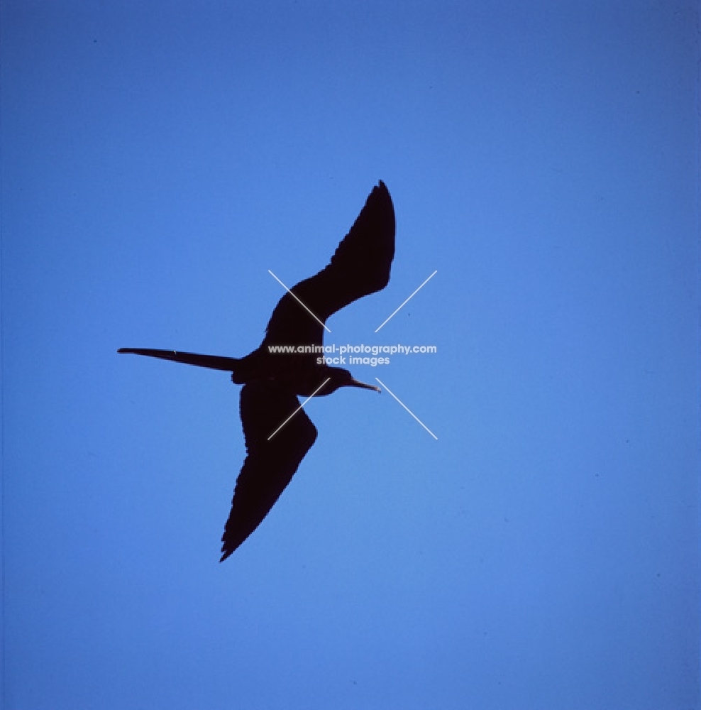 great frigate bird flying in blue sky, punta espinosa, fernandina island, galapagos islands