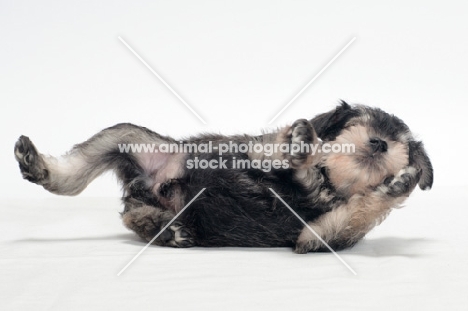 Miniature Schnauzer puppy on back
