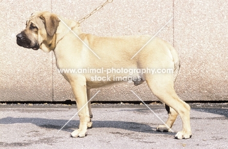 Dogo Canario