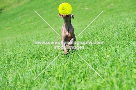 young Weimaraner retrieving frisbee