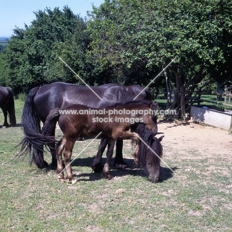 dales pony foal pawing mare