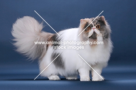 fluffy female Persian showing fluffy tail, Blue Tortie & White colour