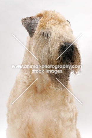 Australian champion Soft Coated Wheaten Terrier portrait