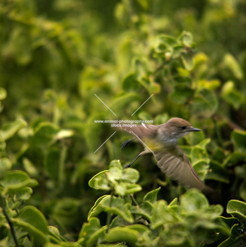 vermilion fly catcher flying away, jervis island, galapagos islands