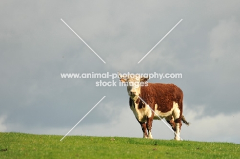 Hereford Bull